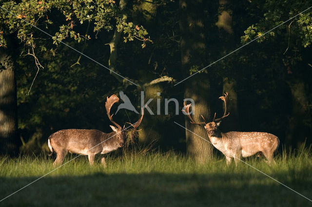 Fallow Deer (Dama dama)