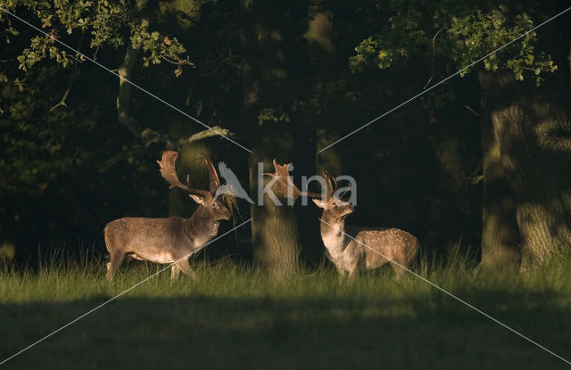 Fallow Deer (Dama dama)