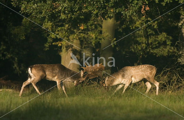 Fallow Deer (Dama dama)