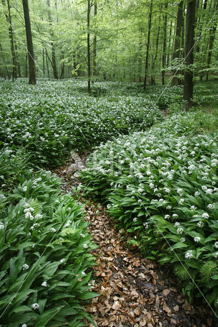 Daslook (Allium ursinum)