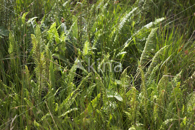 Dubbelloof (Blechnum spicant)