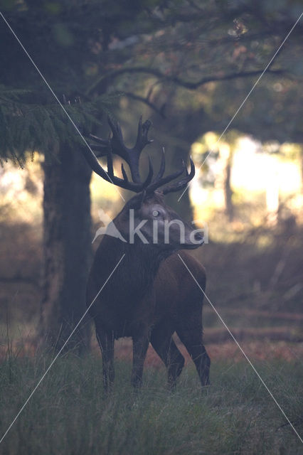 Edelhert (Cervus elaphus)