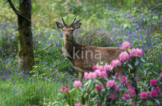 Edelhert (Cervus elaphus)