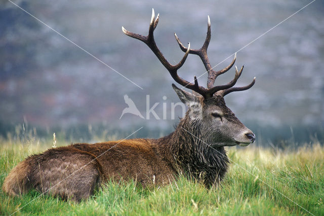 Edelhert (Cervus elaphus)