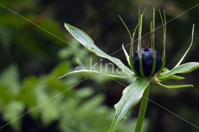 Eenbes (Paris quadrifolia)