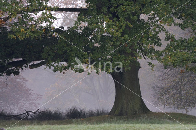 Oak (Quercus)