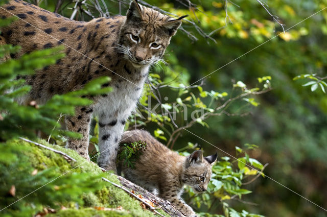 Euraziatische lynx (Lynx lynx)