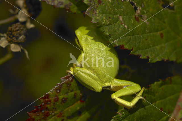 Europese boomkikker (Hyla arborea)