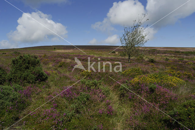 Exmoor National Park