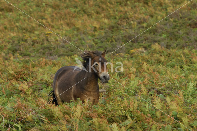 Exmoorpony