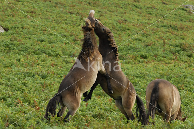 Exmoorpony