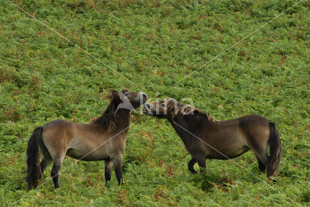 Exmoorpony