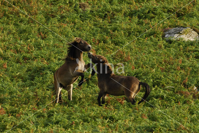 Exmoorpony