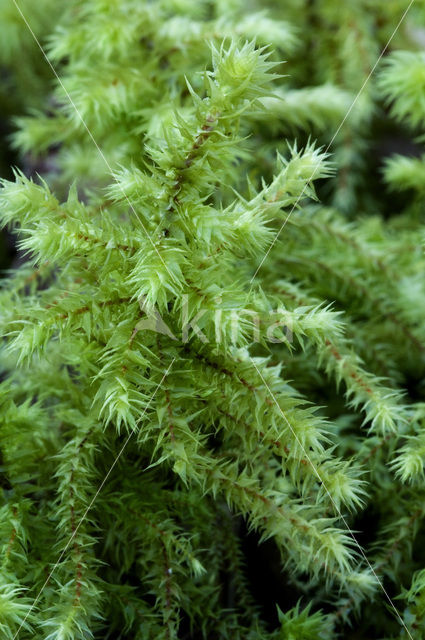 Common Feather-moss (Eurhynchium praelongum)