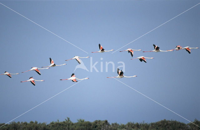 Flamingo (Phoenicopterus ruber)