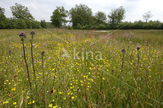 Friesland