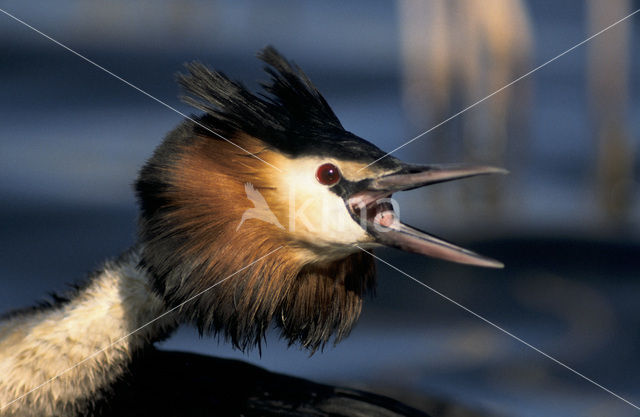 Fuut (Podiceps cristatus)