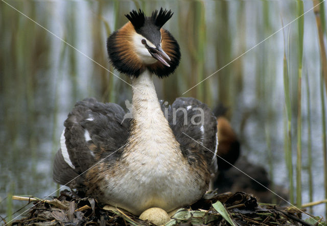 Fuut (Podiceps cristatus)