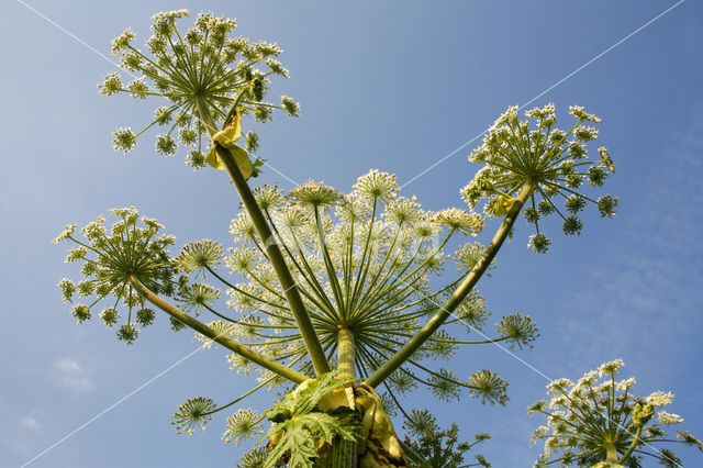 Gewone bereklauw (Heracleum sphondylium)