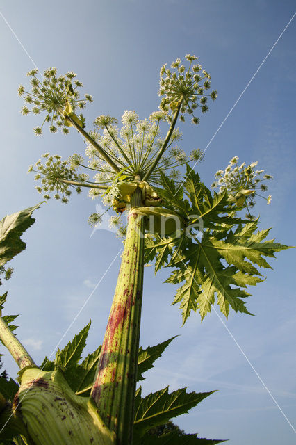 Gewone bereklauw (Heracleum sphondylium)