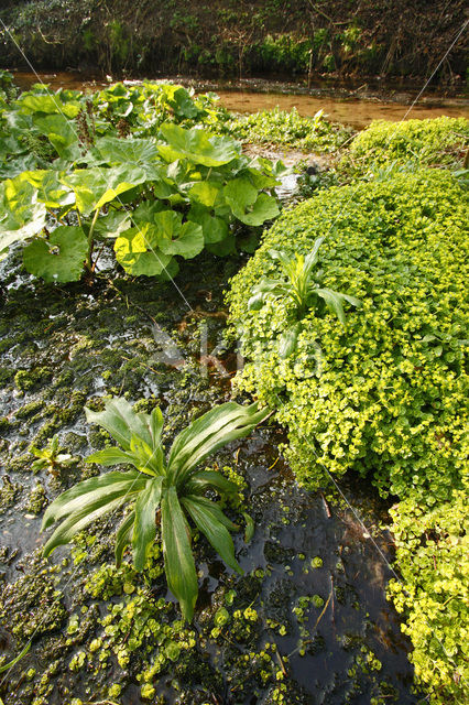 Goudveil (Chrysosplenium spec.)