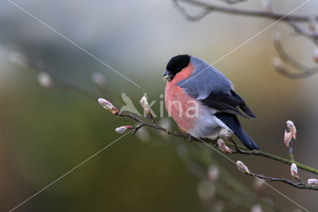 Eurasian Bullfinch (Pyrrhula pyrrhula)