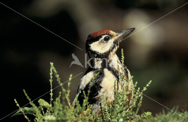 Grote Bonte Specht (Dendrocopos major)