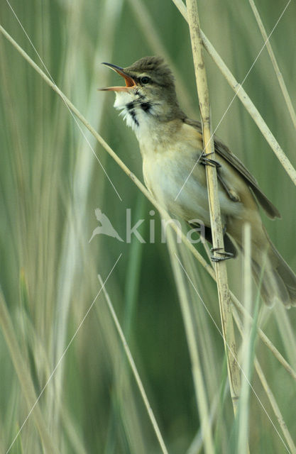 Grote Karekiet (Acrocephalus arundinaceus)