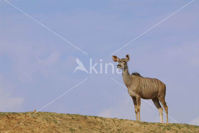 Grote koedoe (Tragelaphus strepsiceros)