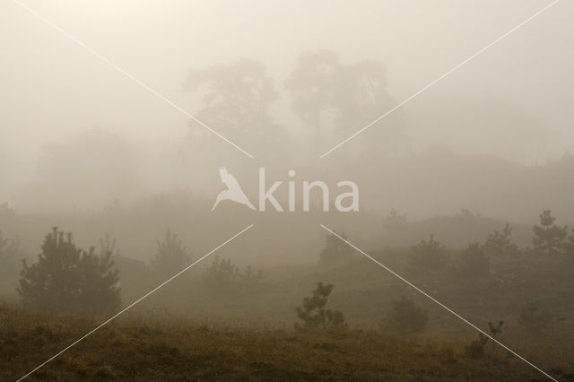 Grove den (Pinus sylvestris)