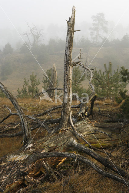 Grove den (Pinus sylvestris)