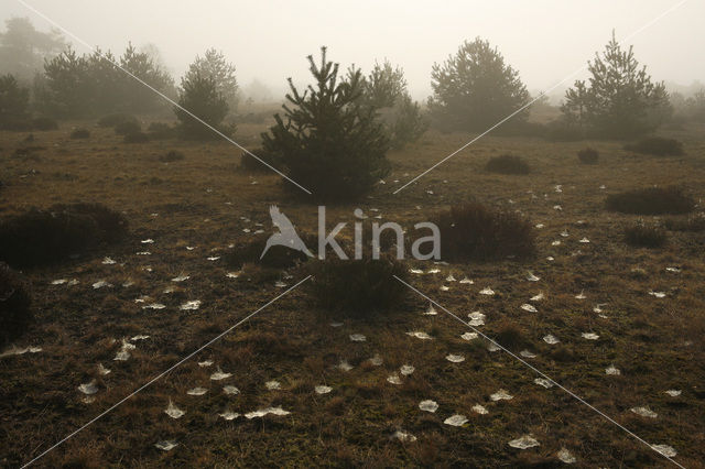 Grove den (Pinus sylvestris)