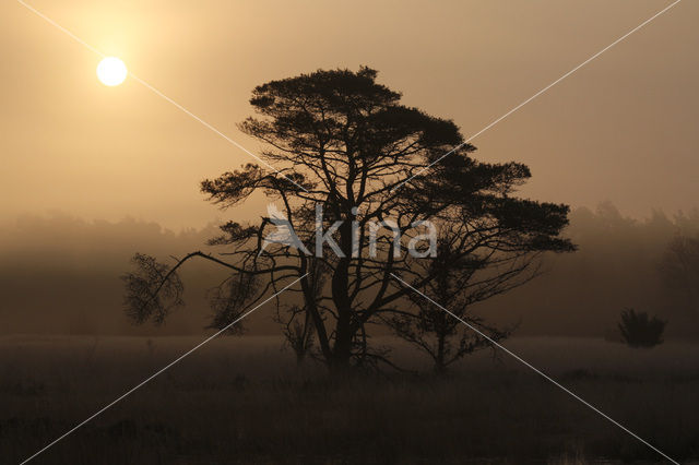 Grove den (Pinus sylvestris)