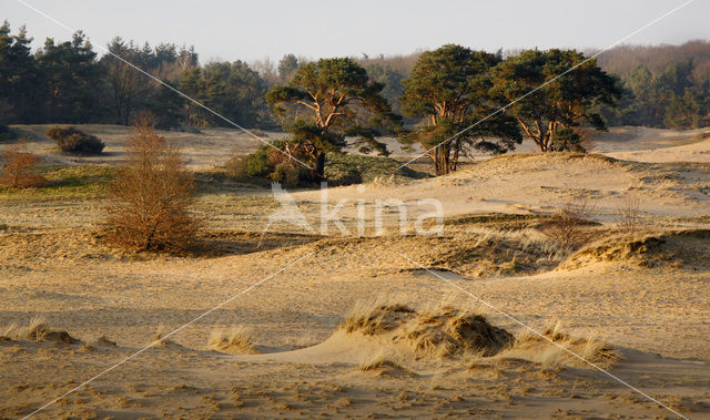 Grove den (Pinus sylvestris)