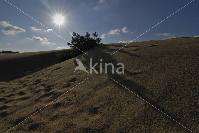 Grove den (Pinus sylvestris)