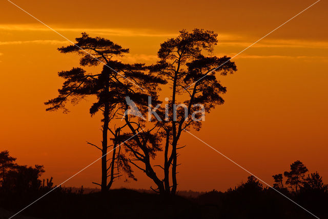 Grove den (Pinus sylvestris)