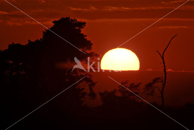 Scots Pine (Pinus sylvestris)