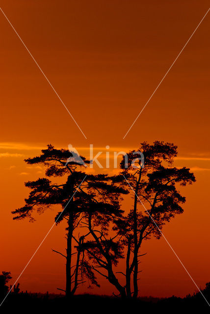 Grove den (Pinus sylvestris)