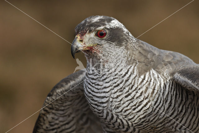 Havik (Accipiter gentilis)