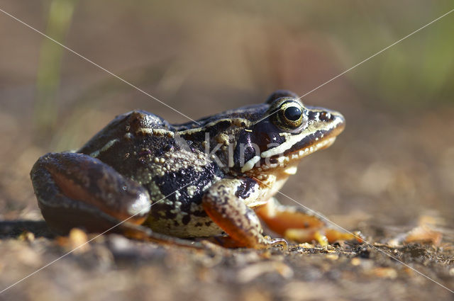 Heikikker (Rana arvalis)