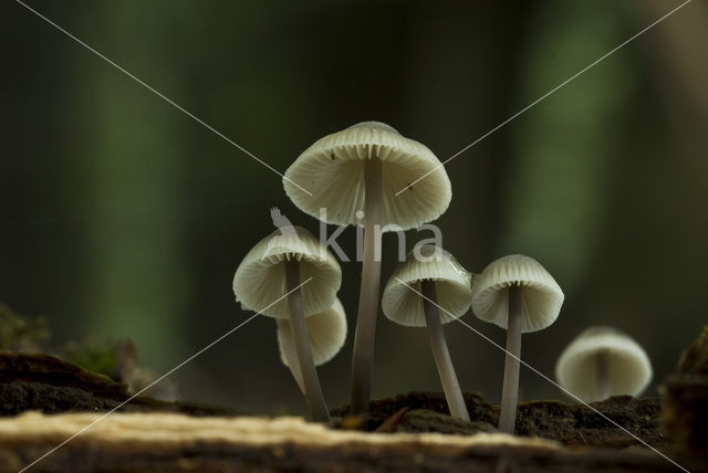 Helmmycena (Mycena galericulata)