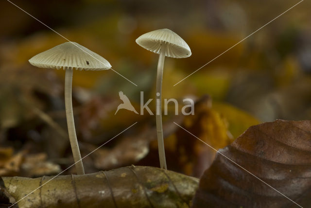 Helmmycena (Mycena galericulata)