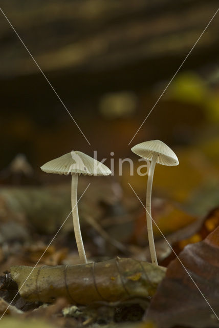 Helmmycena (Mycena galericulata)