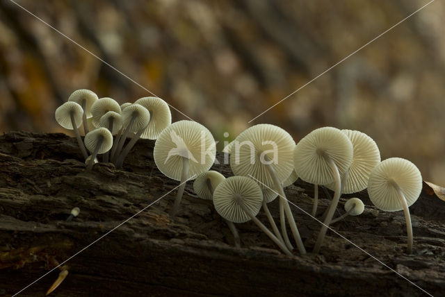 Helmmycena (Mycena galericulata)