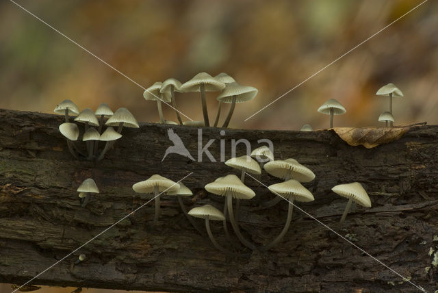 Helmmycena (Mycena galericulata)