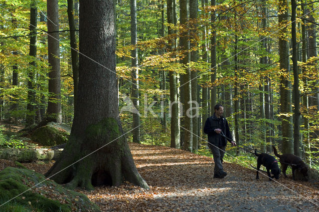 Hond (Canis domesticus)