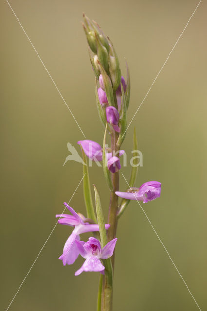 Lax-flowered Orchid (Orchis laxiflora)