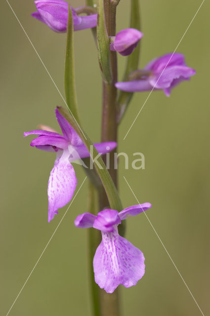 Lax-flowered Orchid (Orchis laxiflora)