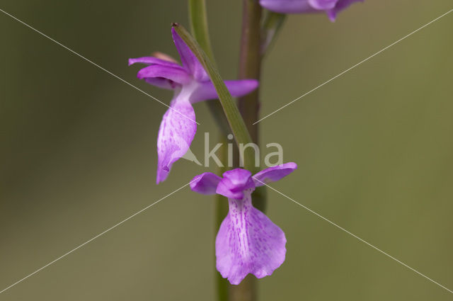 IJle Moerasorchis (Orchis laxiflora)