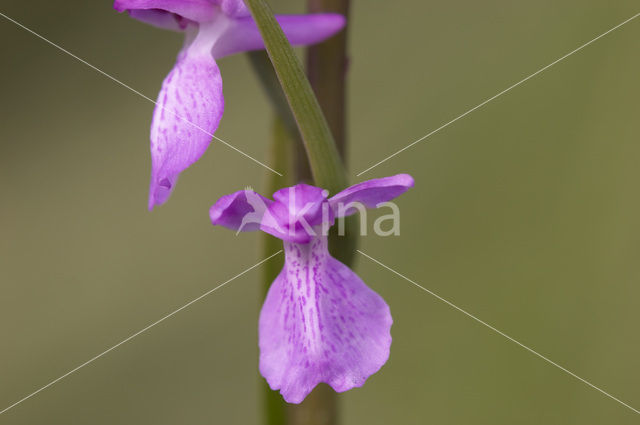 Lax-flowered Orchid (Orchis laxiflora)